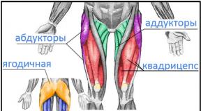 Квадрицепс: строение, особенности и комплекс самых эффективных упражнений для прокачки мышц бедра Квадрицепс бедра где