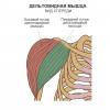Как устроено плечо человека, его функции и особенности